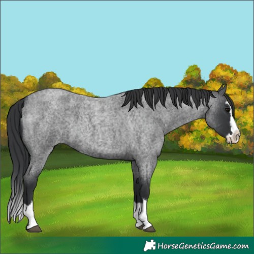 Horse Color:Blue Roan Splash 