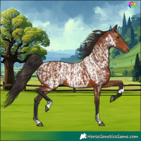 Horse Color:Bay and Bay Appaloosa