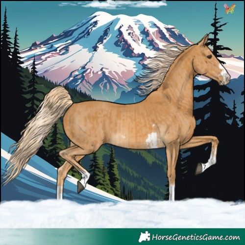Horse Color:Palomino and Palomino