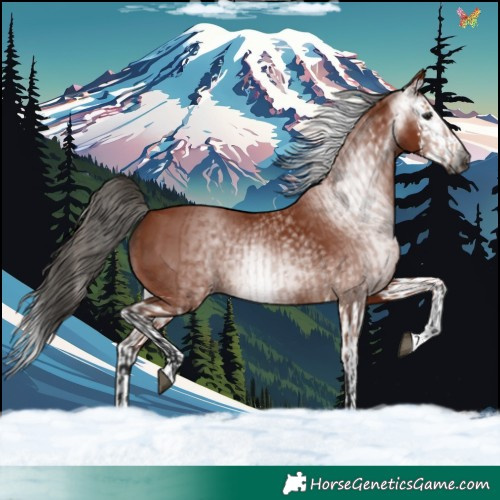 Horse Color:Gray Bay  and Gray Bay Splash 