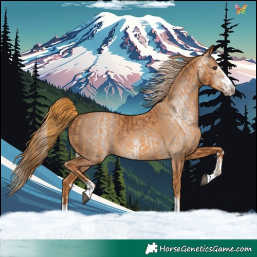 Horse Color:Chestnut  and Gray Chestnut 