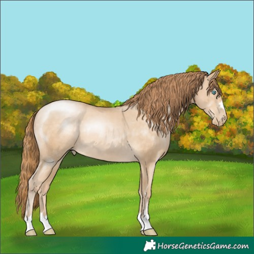 Horse Color:Buckskin Pearl Rabicano