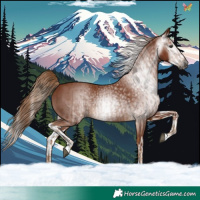Horse Color:Gray Chestnut  and Gray Chestnut Splash 