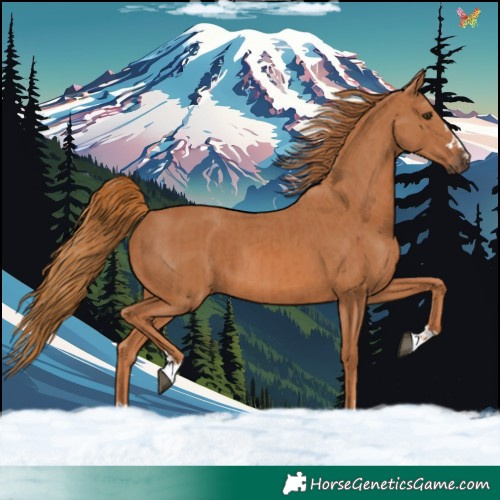 Horse Color:Chestnut  and Chestnut 