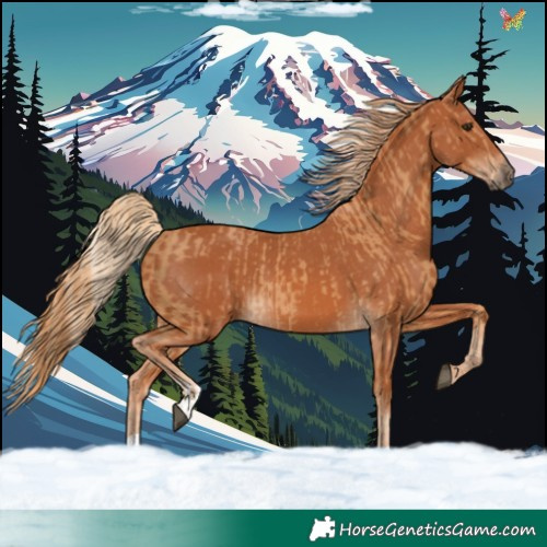 Horse Color:Chestnut and Chestnut