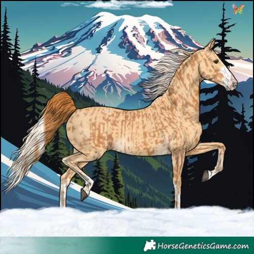 Horse Color:Chestnut  and Palomino 