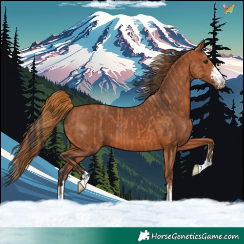 Horse Color:Chestnut  and Bay 