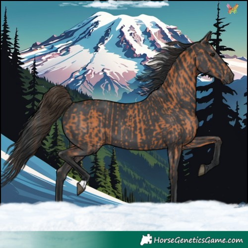 Horse Color:Bay and Black