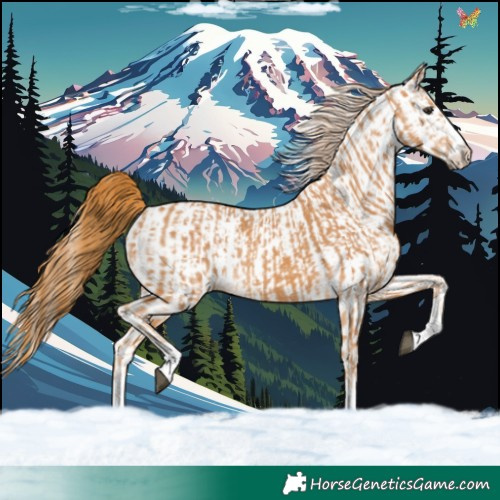Horse Color:Chestnut and White Spotted Chestnut