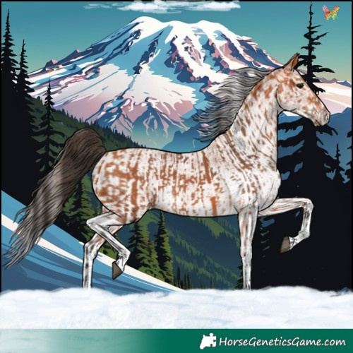 Horse Color:Bay and White Spotted Bay