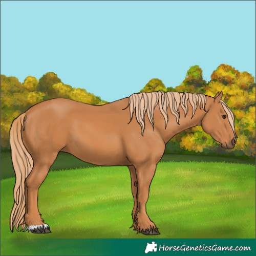 Horse Color:Chestnut 