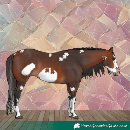 Horse Color:Bay Splash Frame Rabicano 