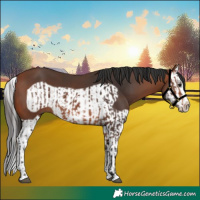 Horse Color:Bay Splash Frame  and Bay Splash Frame 