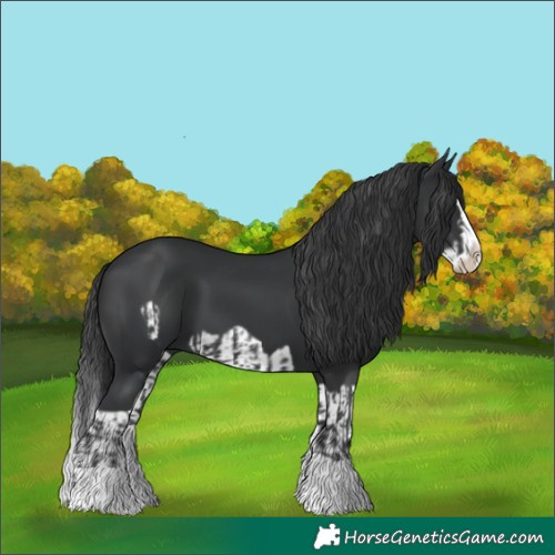 Horse Color:Black Splash  and Black Splash Frame 