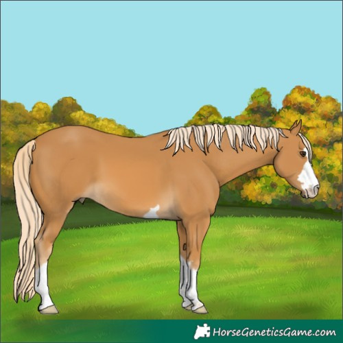Horse Color:Palomino