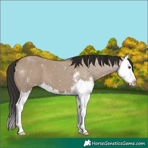 Horse Color:Liver Red Dun Sabino Splash 