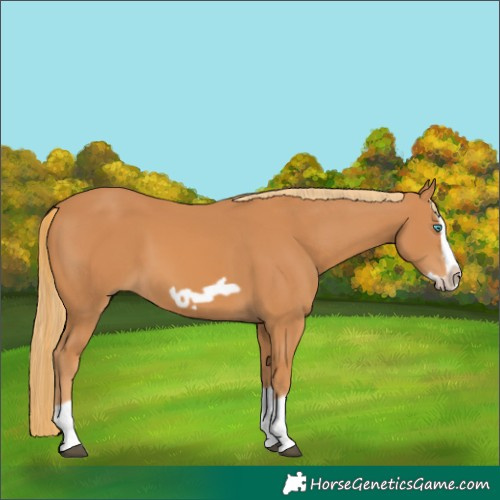 Horse Color:Chestnut Splash Frame
