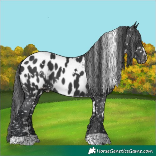 Horse Color:White Spotted Black Near Leopard 