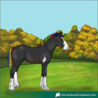 Horse Color:Painted Brown Sabino Splash