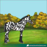 Horse Color:White Spotted Brown Appaloosa 