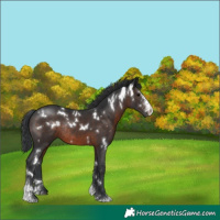Horse Color:White Spotted Brown Sabino Rabicano 