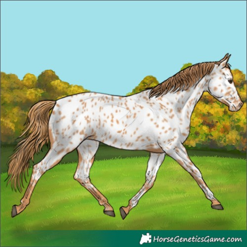 Horse Color:Chestnut Appaloosa 
