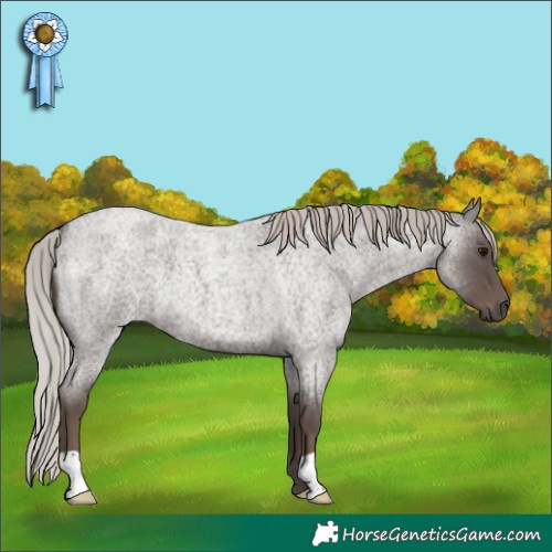 Horse Color:Silver Blue Roan 