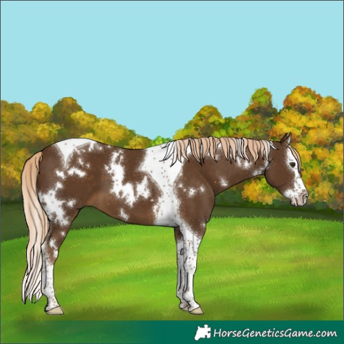 Horse Color:White Spotted Chocolate Palomino Splash Tobiano 