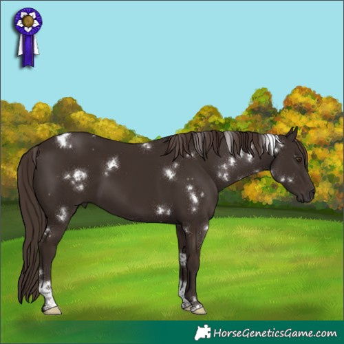 Horse Color:White Spotted Liver Chestnut Tobiano 