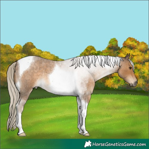 Horse Color:Chocolate Palomino Roan Tobiano 