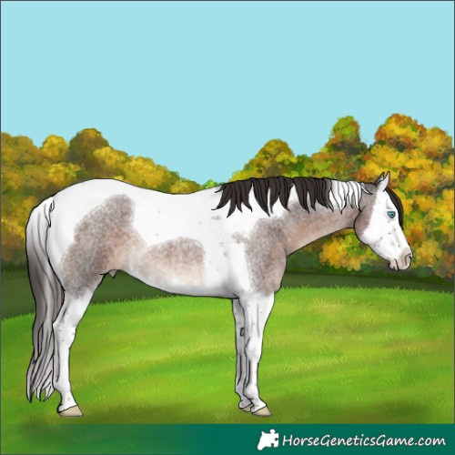 Horse Color:Liver Red Roan Splash Tobiano 