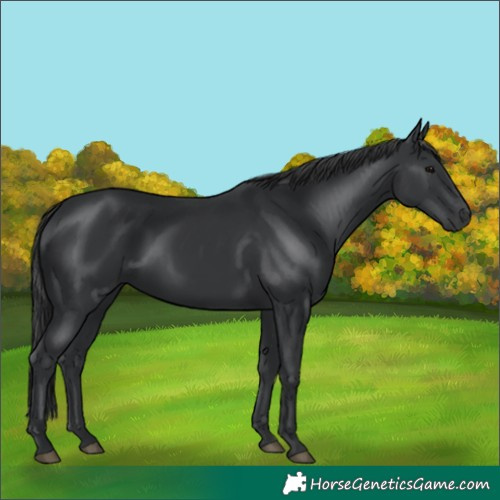 Horse Color:Black 