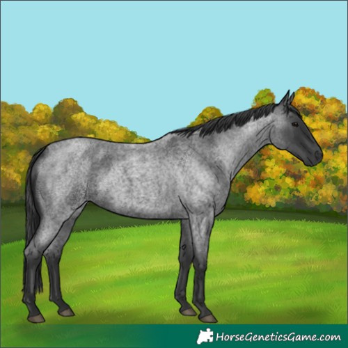 Horse Color:Blue Roan