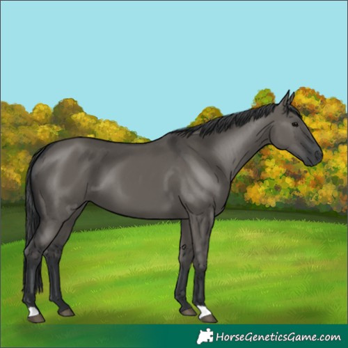 Horse Color:Grullo