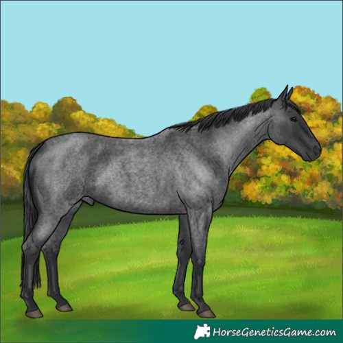 Horse Color:Blue Roan