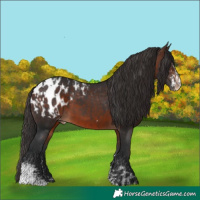 Horse Color:Brown Sabino Appaloosa and Brown Sabino Appaloosa