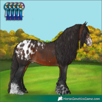 Horse Color:Brown Sabino Blanket and Brown Sabino Blanket