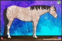 Horse Color:Bay Ice Sabino