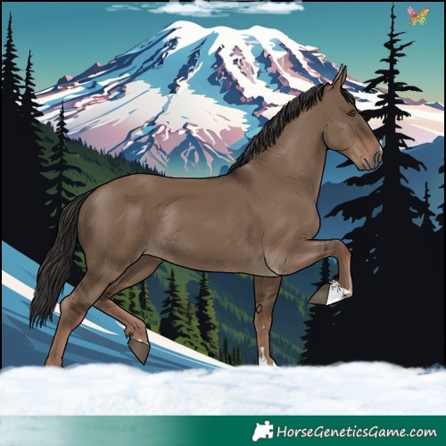 Horse Color:Liver Red Dun Rabicano