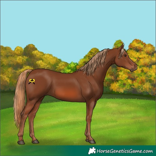 Horse Color:Chestnut 