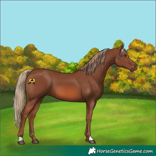 Horse Color:Chestnut 