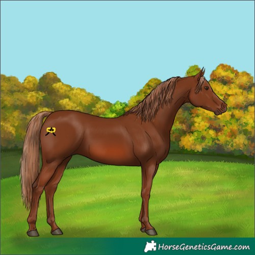 Horse Color:Chestnut 