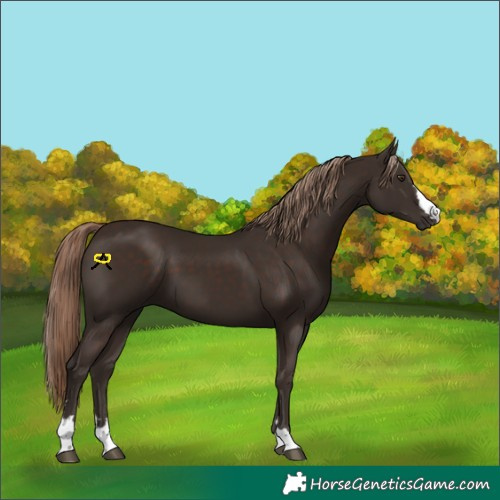 Horse Color:Liver Chestnut 