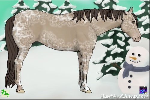 Horse Color:Classic Champagne Ice Sabino