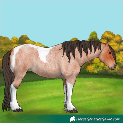 Horse Color:Unknown 