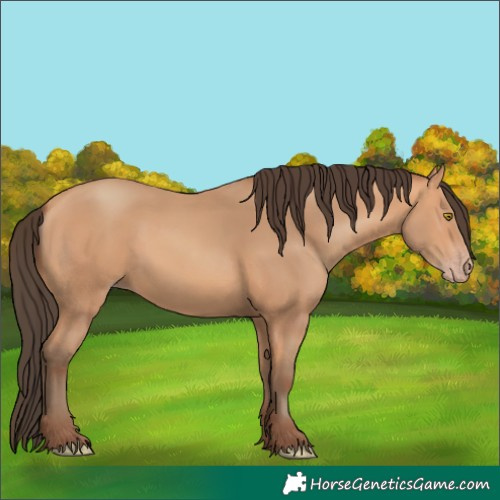 Horse Color:Unknown 