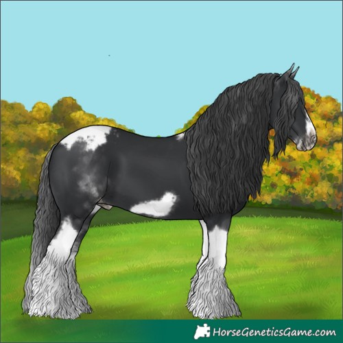 Horse Color:White Spotted Black Splash Tobiano Frame Appaloosa