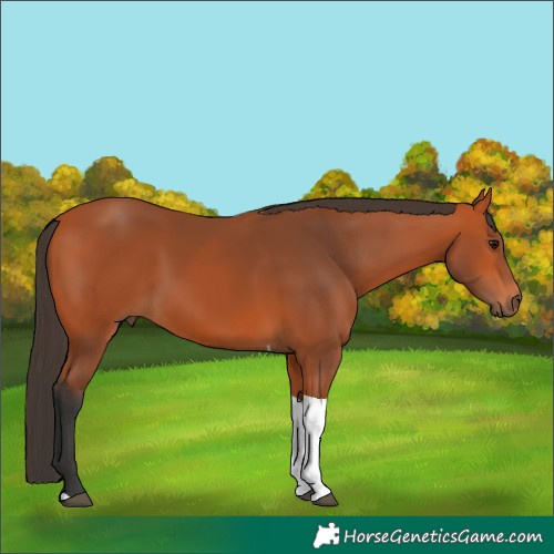 Horse Color:Bay Tobiano Rabicano 