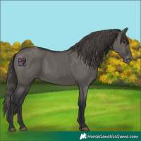 Horse Color:Grullo Appaloosa 