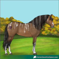Horse Color:Powder White Gray Bay Dun